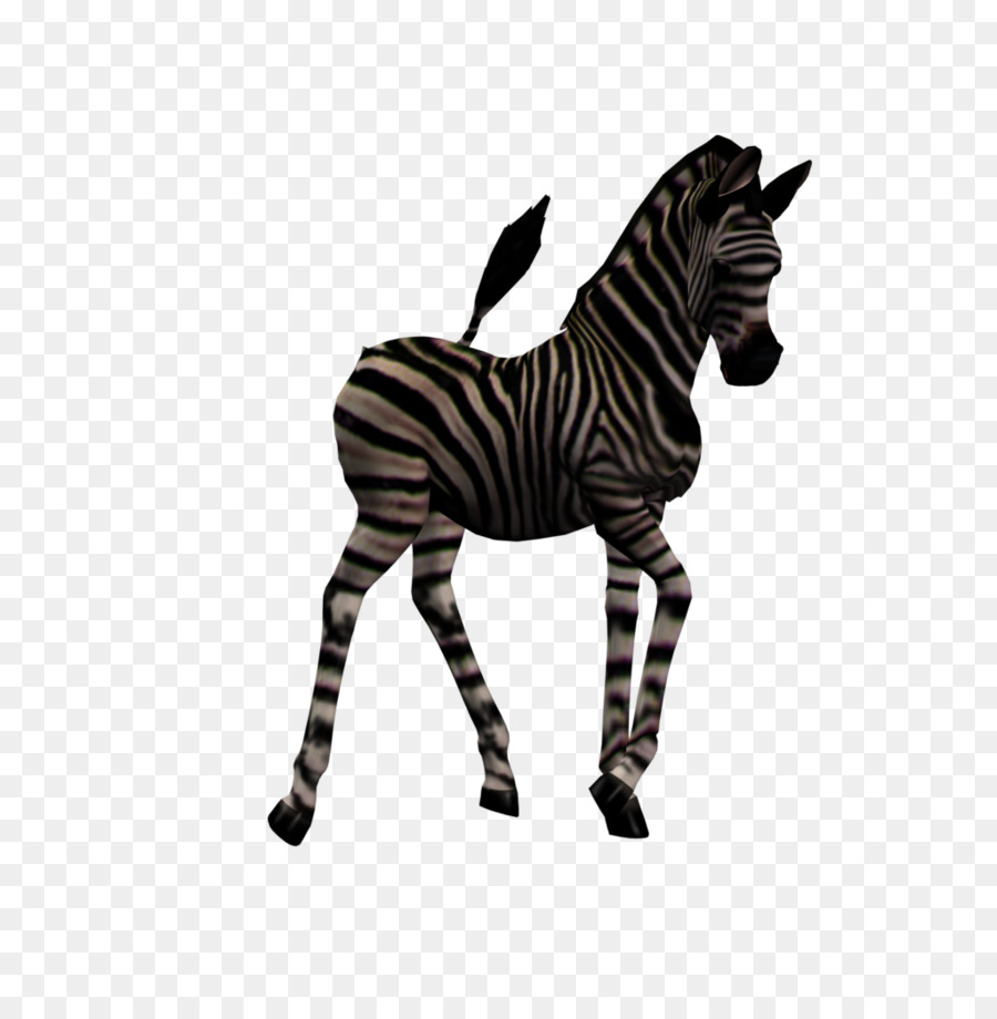 Zebra，Tay PNG