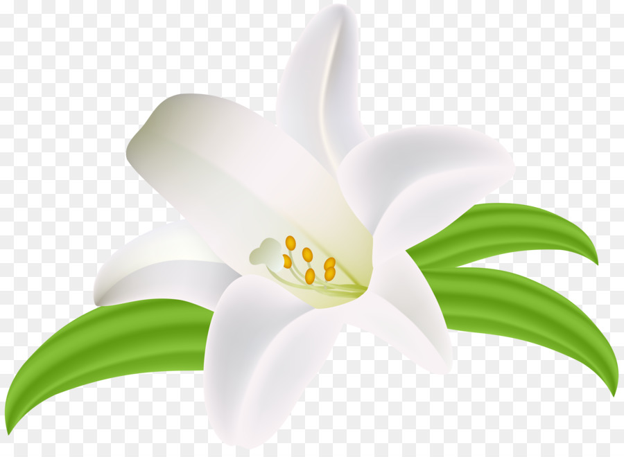 çiçek，Fikir PNG