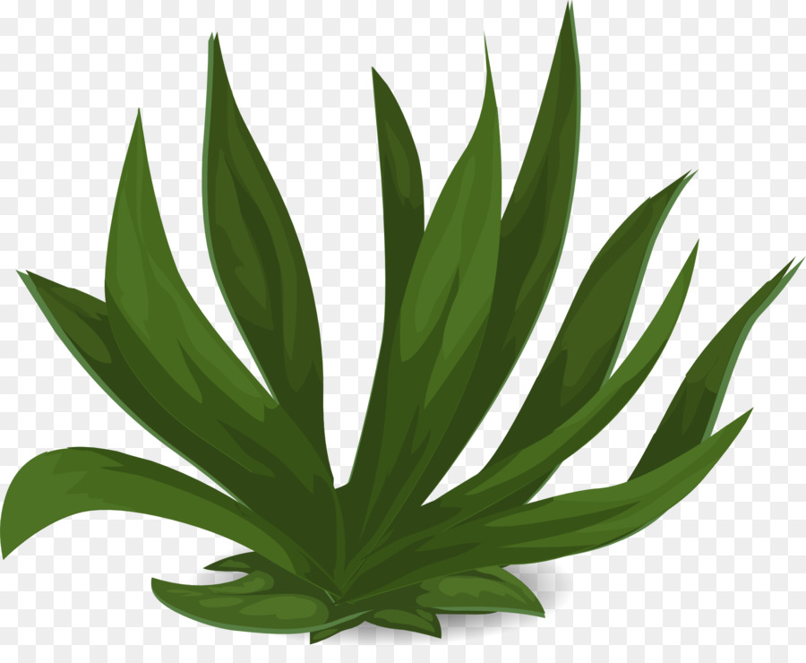 Aloe Vera，Yeşil PNG