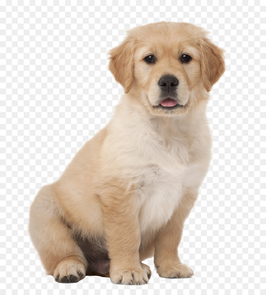 Golden Retriever Yavru Labrador Retriever Yavru 2 14 Seffaf Png Goruntusu