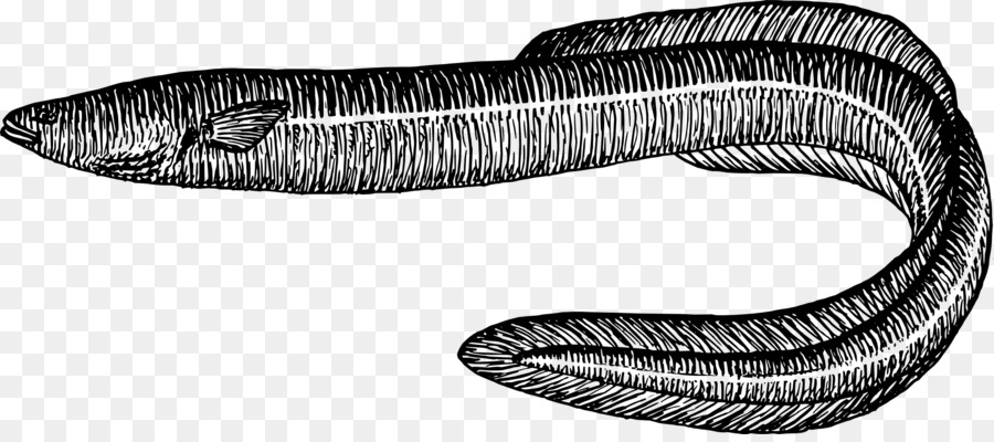 Yılanbalığı，Moray Yılan Balığı PNG