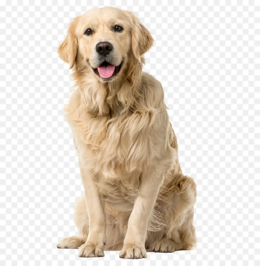 Golden Retriever，Labrador Köpeği PNG