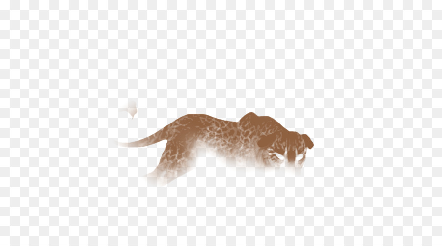 Kedi，Köpek PNG