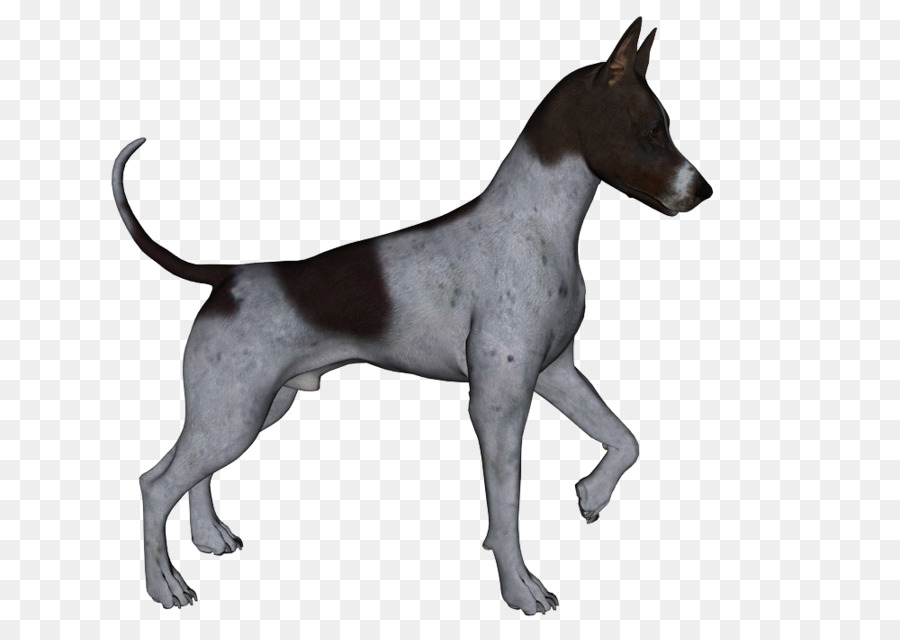Manchester Terrier，Alman Traş PNG
