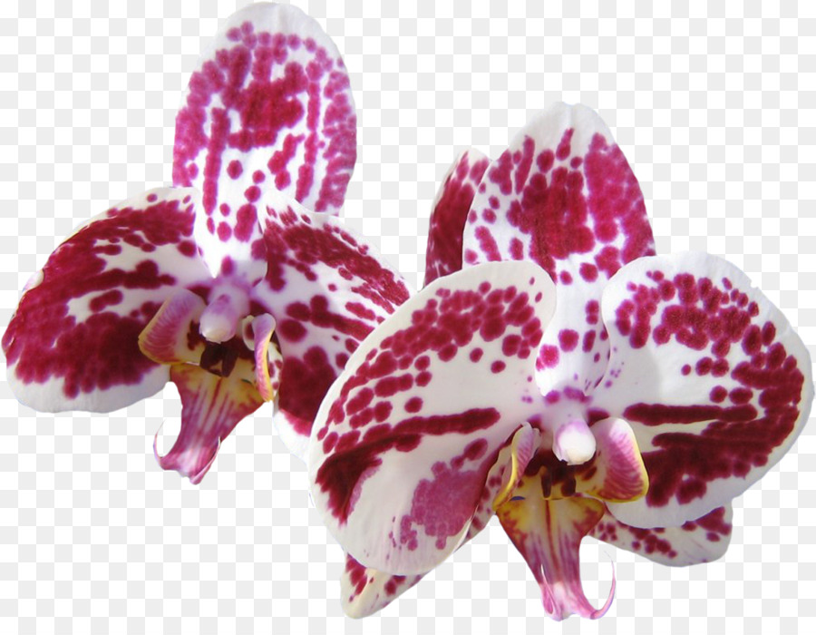 Orkide，Bilgisayar PNG