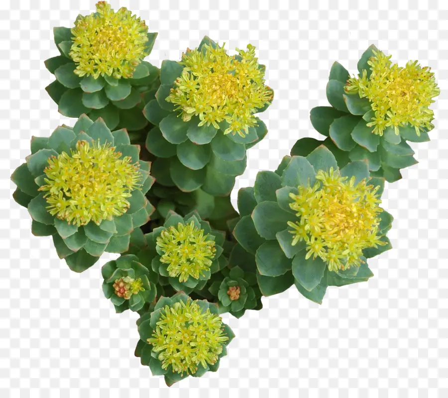 Rhodiola Rosea，Adaptojen PNG