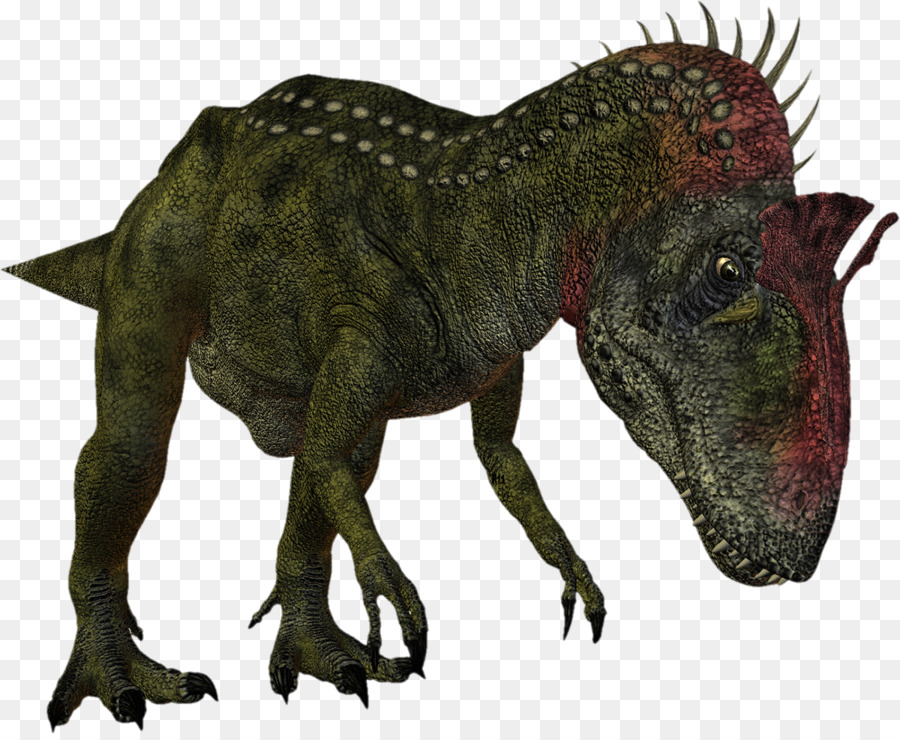 Ceratosaurus，Tyrannosaurus PNG