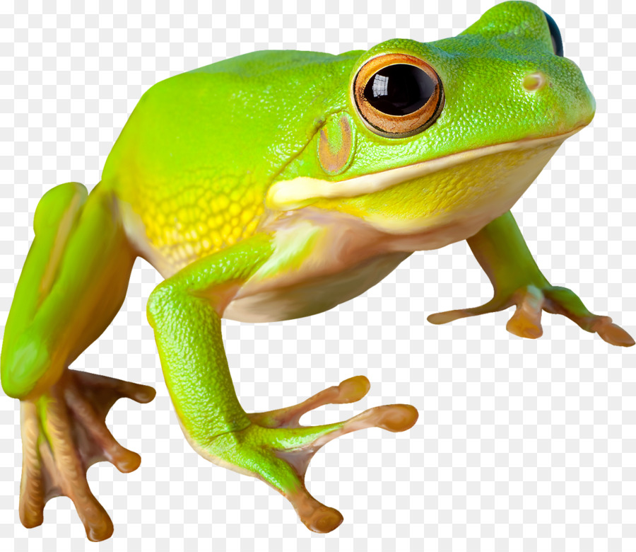 Kurbağa，Yeşil Kurbağa PNG