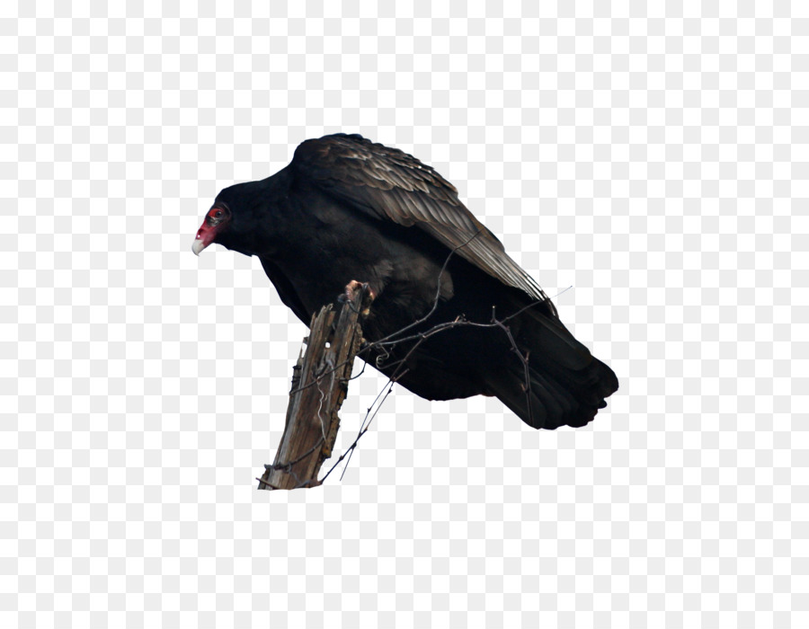 Akbaba，Kuş PNG