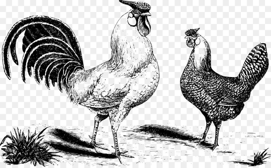Tavuk，Kuş PNG
