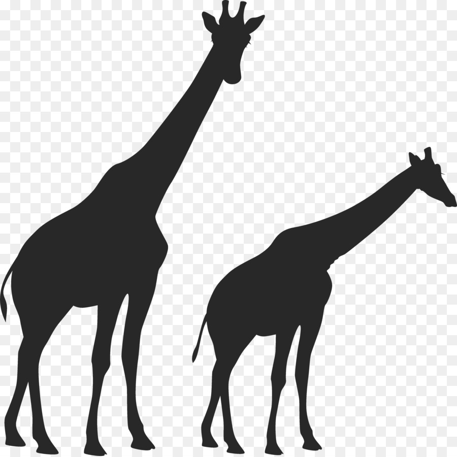 Batı Afrika Zürafa，Omurgalı PNG