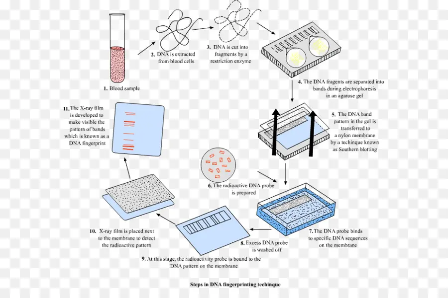 Dna Parmak İzi，Dna PNG