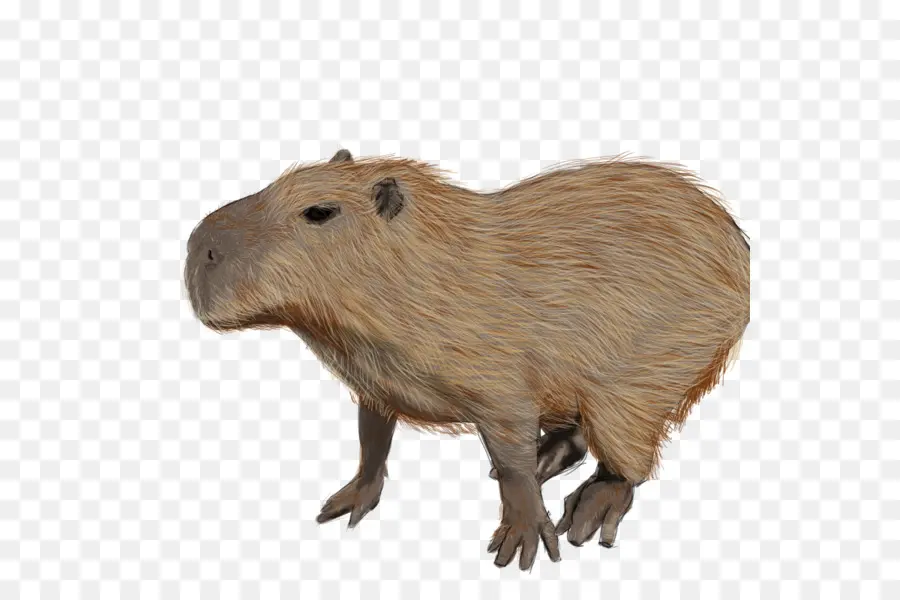 Capybara，Gine Domuzu PNG