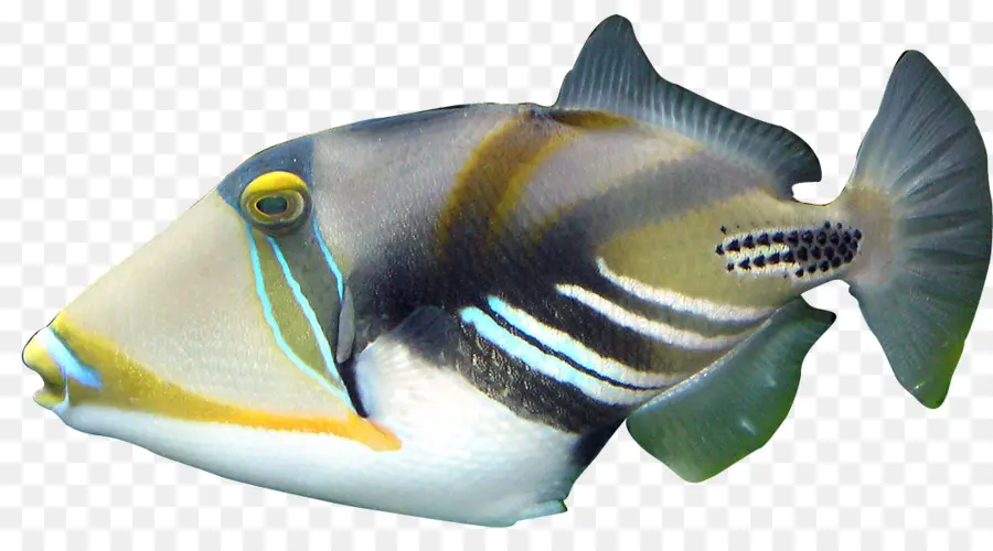 Tetik Balığı，Balık PNG