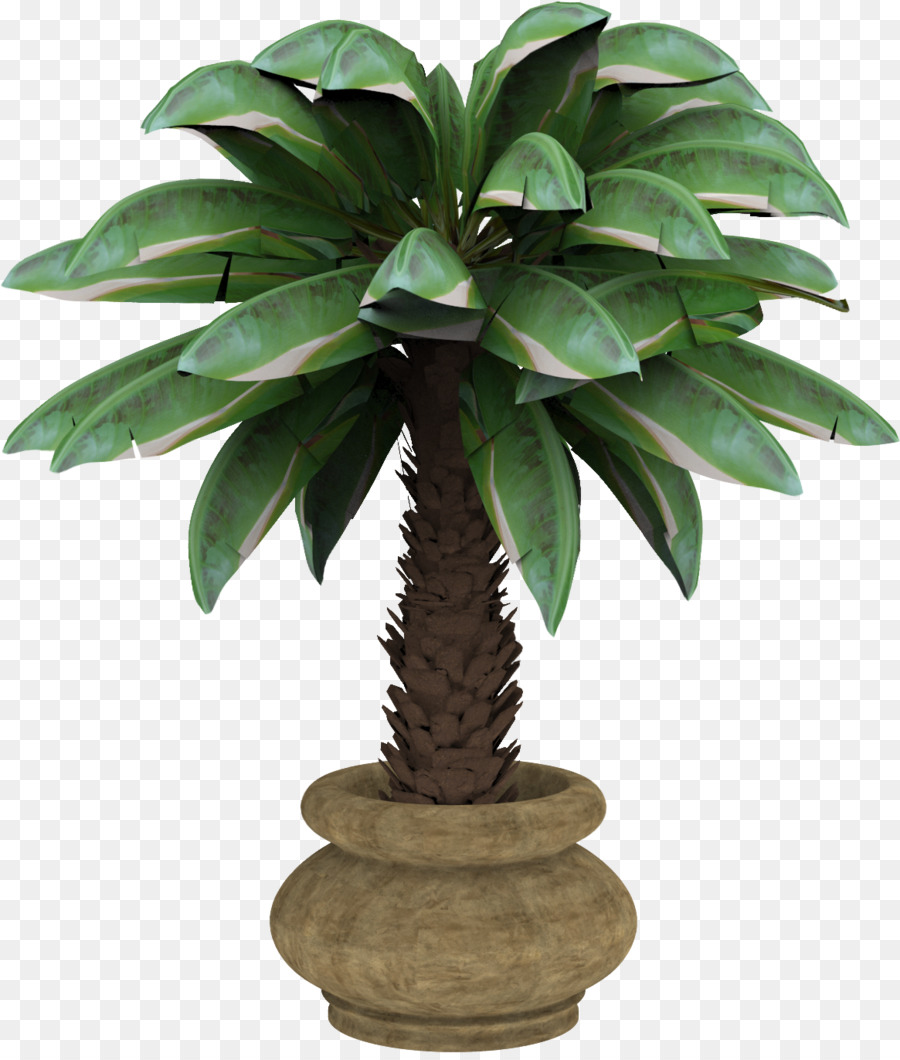 Bitkinin，Arecaceae PNG