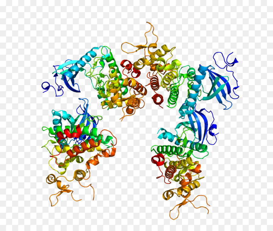 Protein Yapısı，Molekül PNG