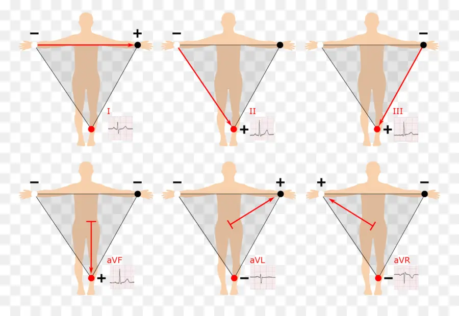 Ekg Diyagramı，İnsan Vücudu PNG