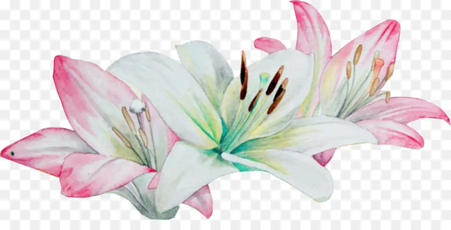 Suluboya Boyama，Lilium PNG