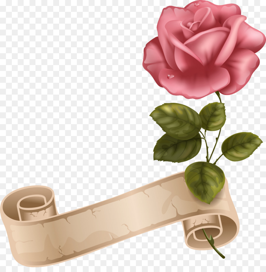 Plaj Rose，Renk PNG