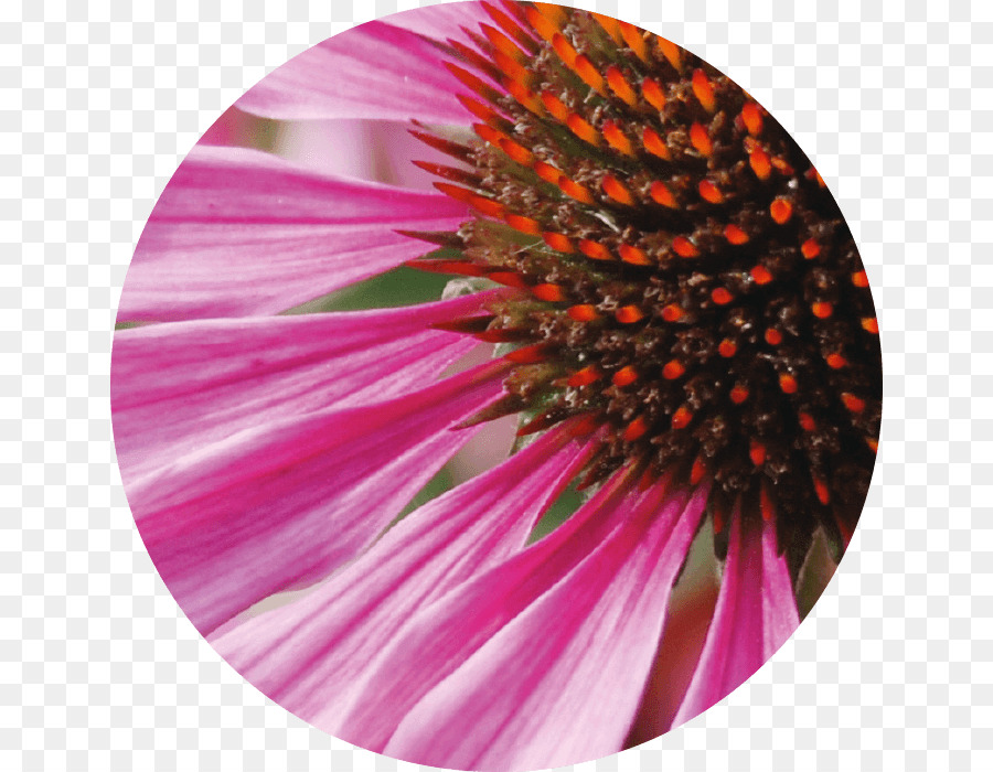 Coneflower，Cilt PNG