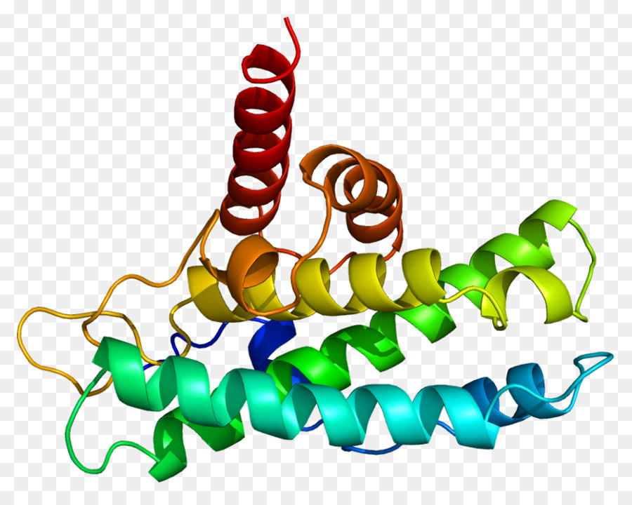 Retinoblastom Proteini，Retinoblastom PNG