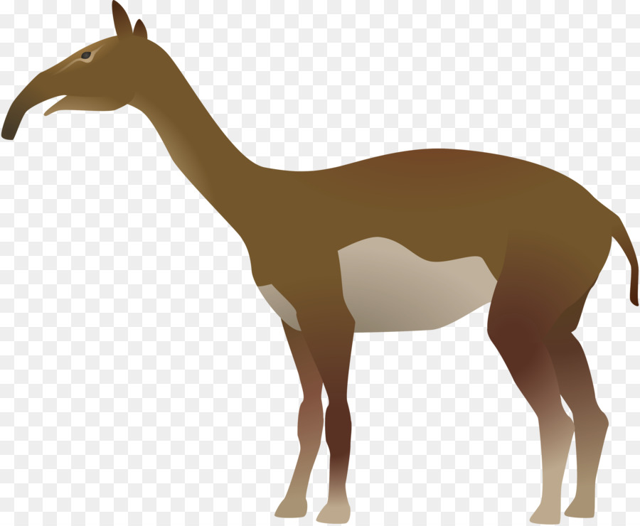 Zürafa，Macrauchenia PNG