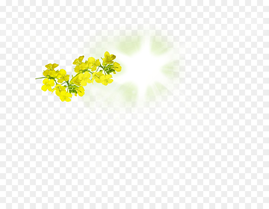 çiçek，Masaüstü Duvar Kağıdı PNG