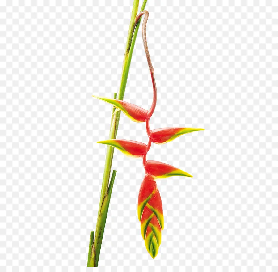 çiçek，Heliconia Rostrata PNG