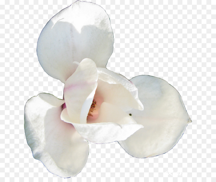 çiçek，İnç Başına Nokta PNG