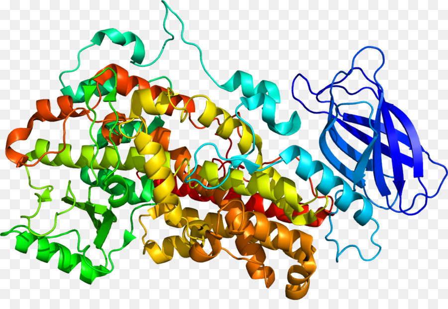 Protein Yapısı，Molekül PNG