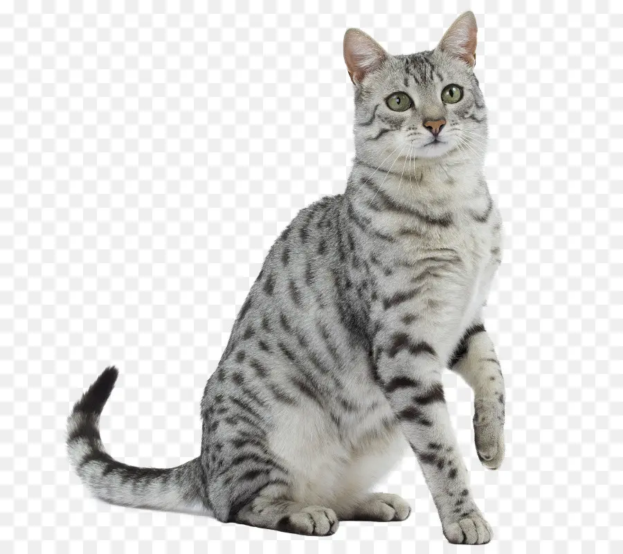 Kedi，Evcil Hayvan PNG