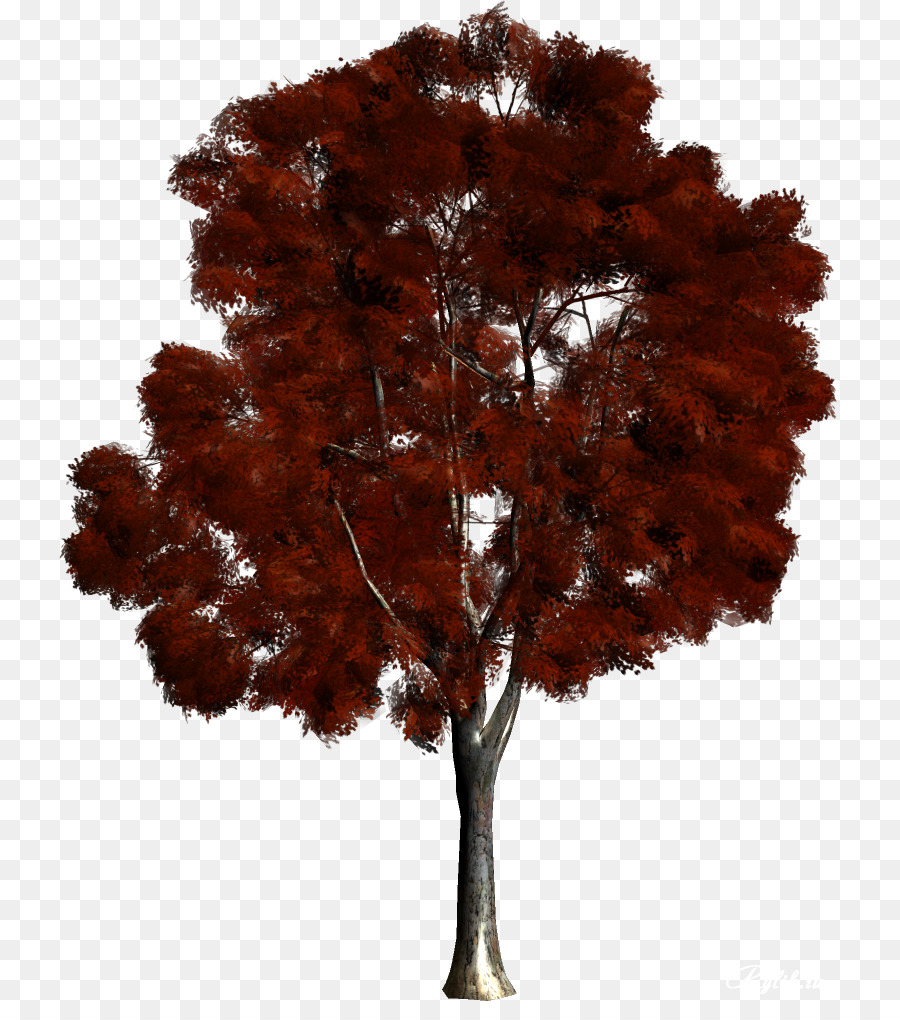 Ağaç，Odunsu Bitki PNG