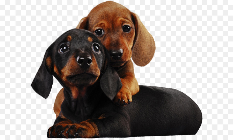 Dachshund Yavruları，Köpekler PNG