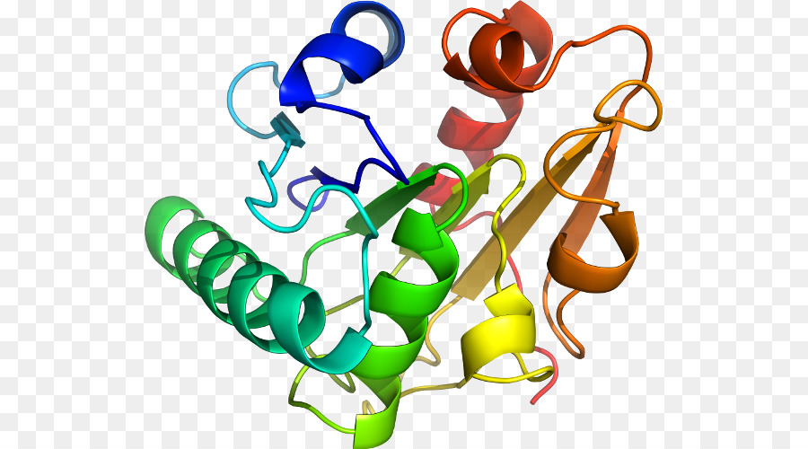 Protein，Molekül PNG