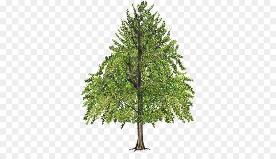 Ağaç，Amerikan Sweetgum PNG