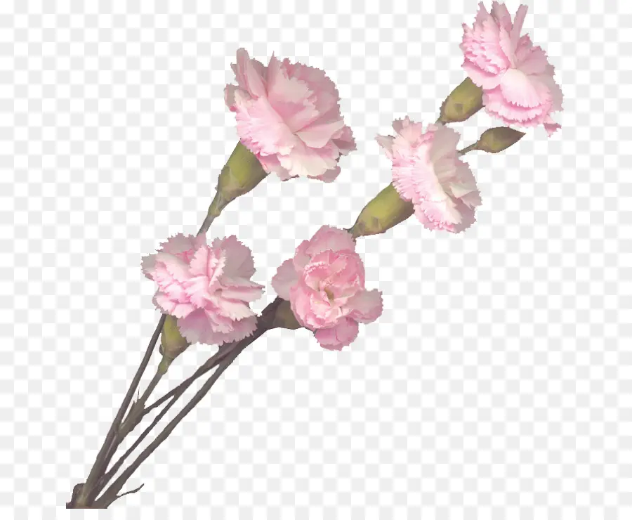 Karanfil，Pembe çiçekler PNG