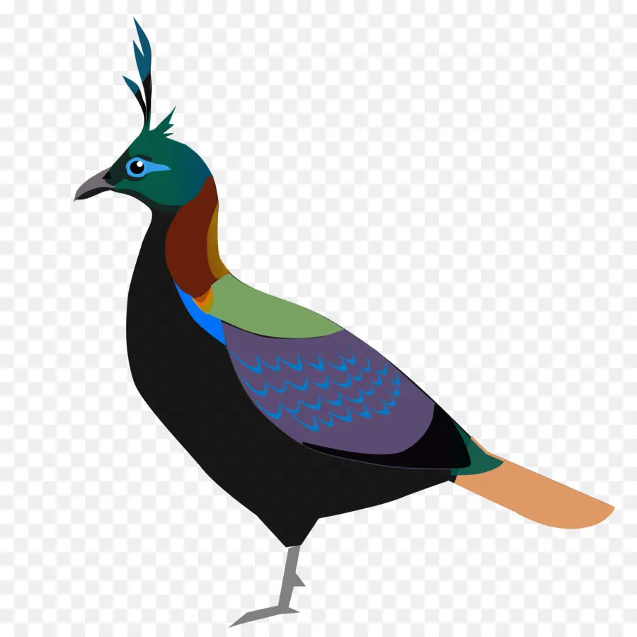 Kuş，Uttarakhand PNG