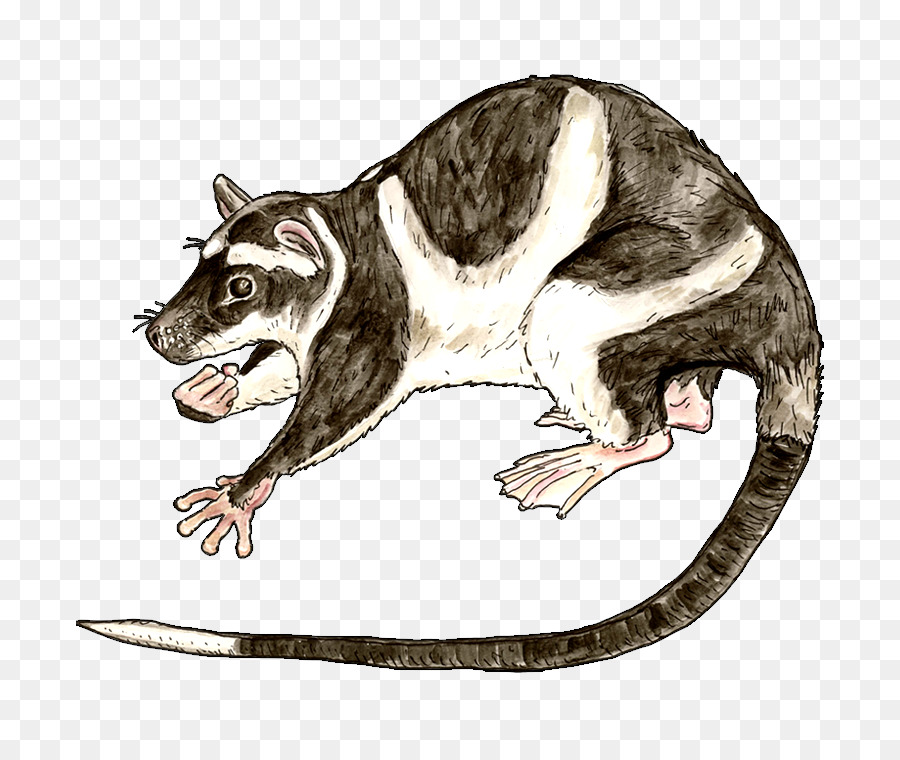 Ortak Opossum，Su Opossum PNG