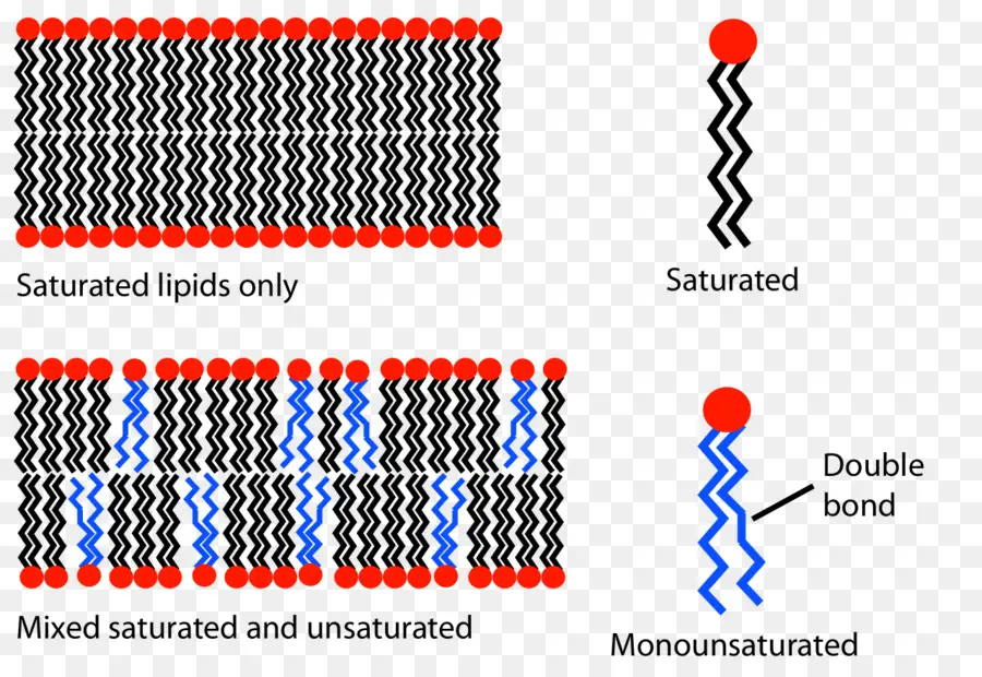 Lipid Diyagramı，Doymuş PNG