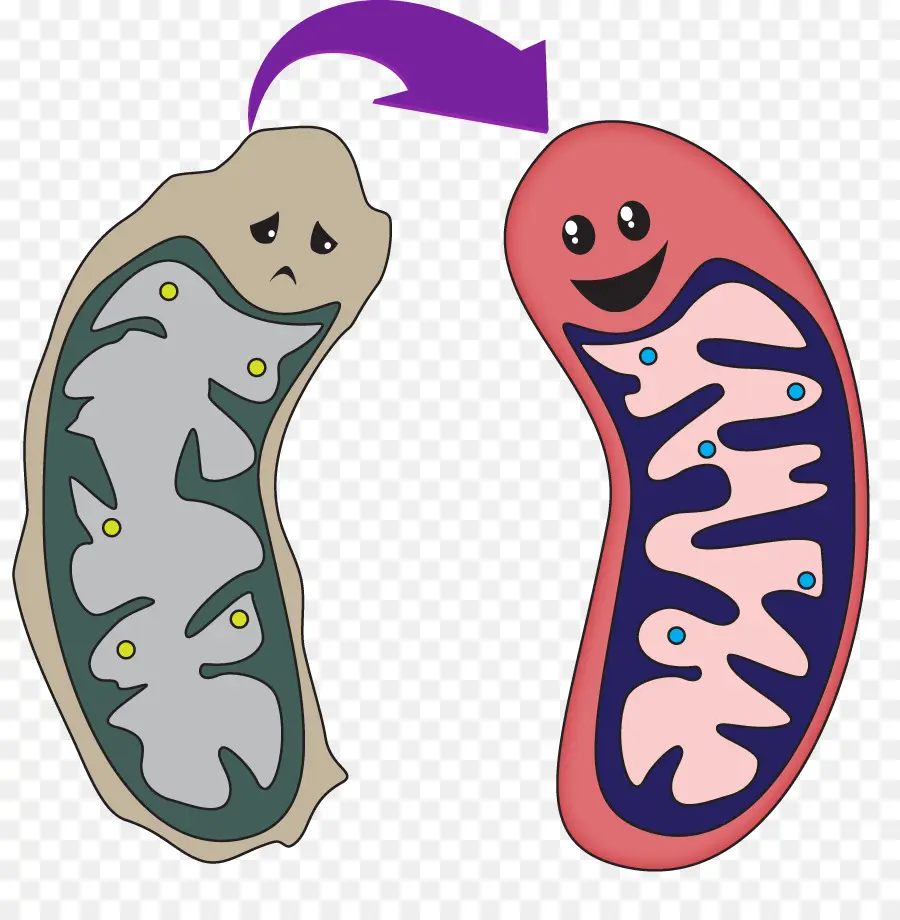Tasarlanmış Ihmal Edilebilir Yaşlanma Stratejileri，Mitokondri PNG