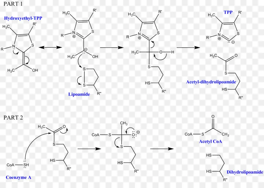 Dihidrolipoil Transasetilaz，Dihidrolipoamid Dehidrojenaz PNG