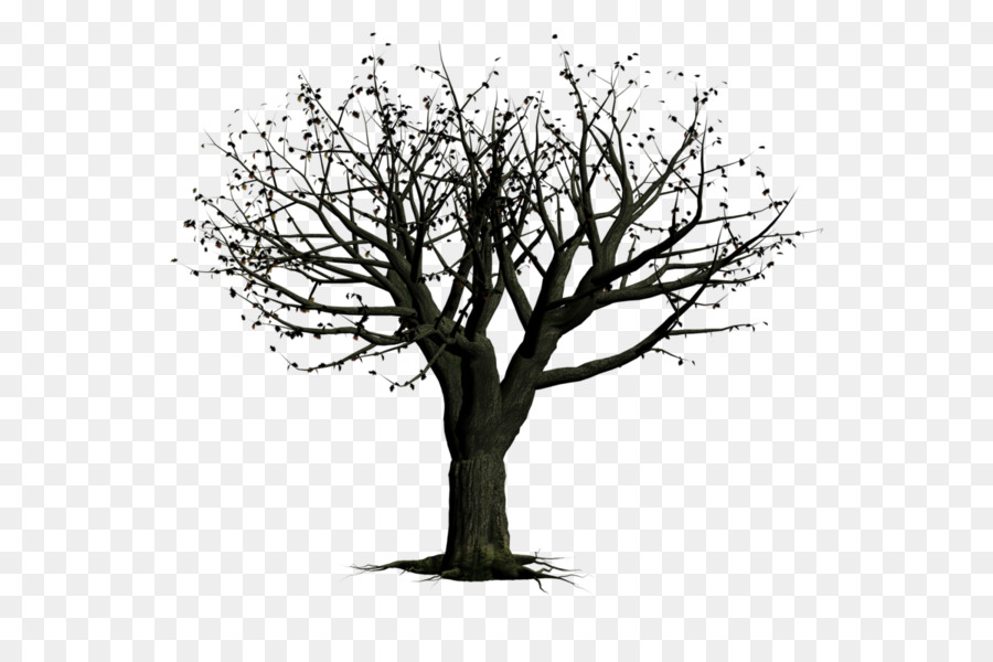 Ağaç，Budak PNG