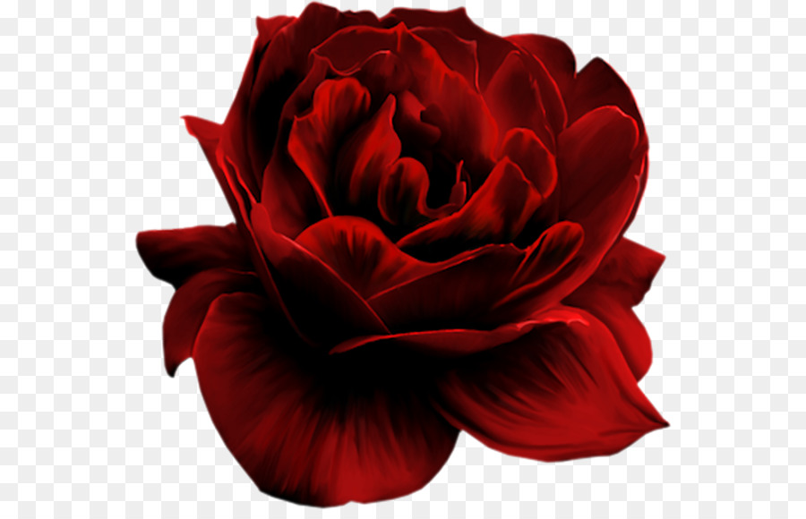 Red，Flower PNG