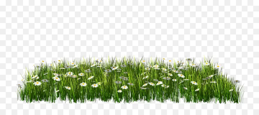 Lawn，Grass PNG