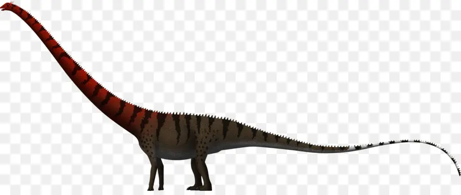 Barosaurus，Dinheirosaurus PNG