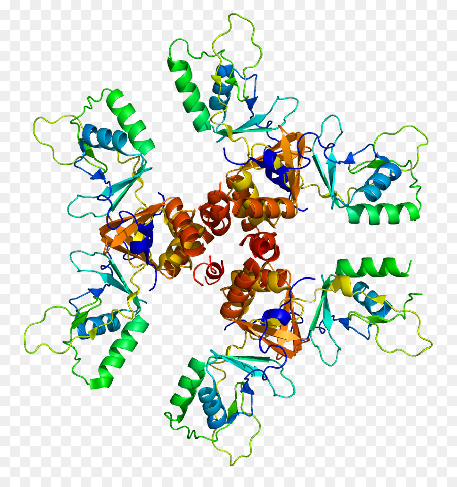 Protein Yapısı，Molekül PNG