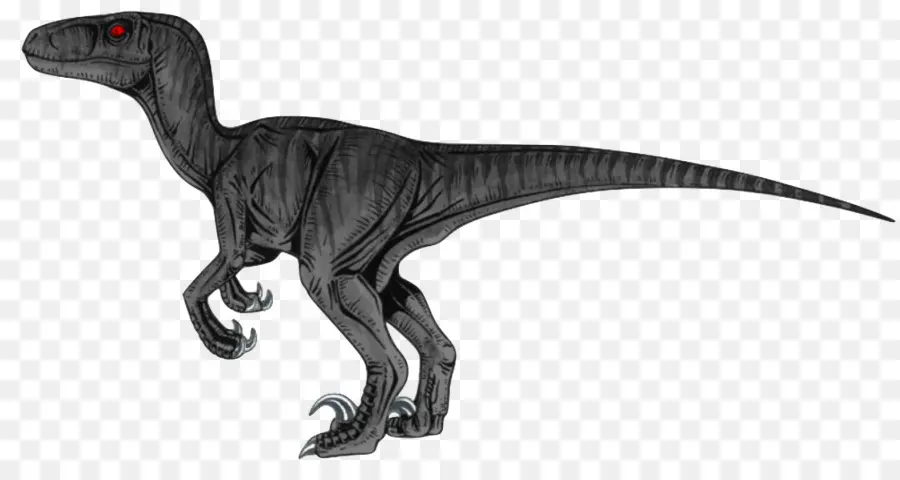 Velociraptor，Tyrannosaurus PNG