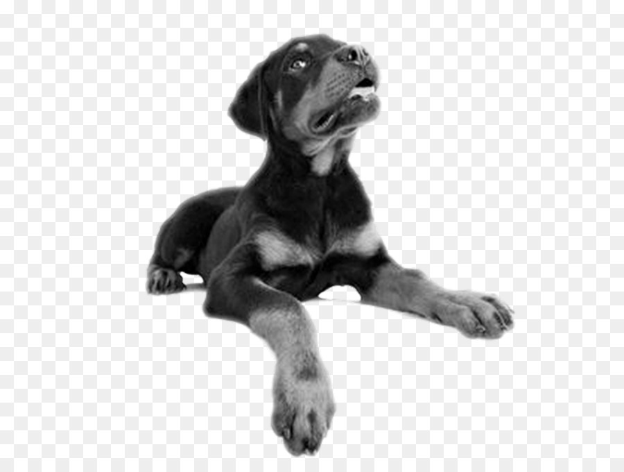 Köpek Yavrusu，Rottweiler PNG