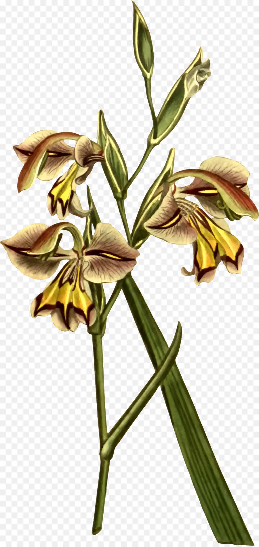 Bitki，çiçek PNG