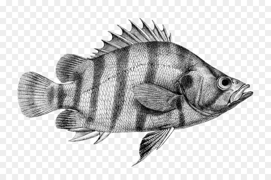 Balık，Perciformes PNG